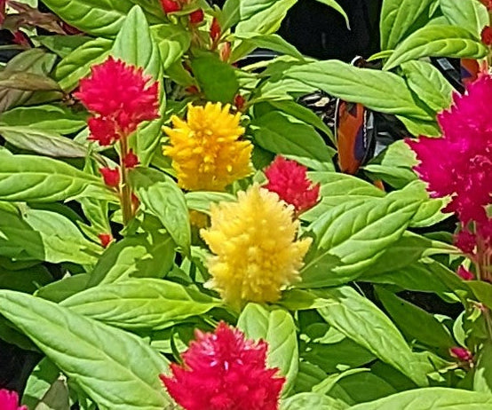 COCKSCOMB / CELOSIA DWARF 'Lilliput Golden Feather' seeds