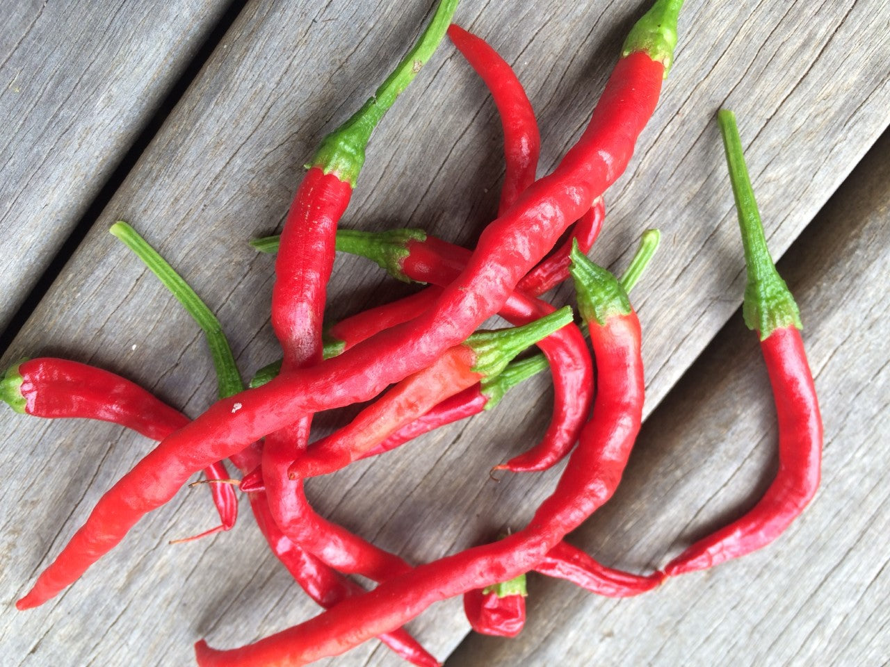 CHILLI 'Himo Togarashi' seeds