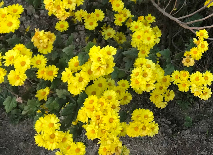 CHRYSANTHEMUM DAISY DWARF 'Golden Yellow' seeds