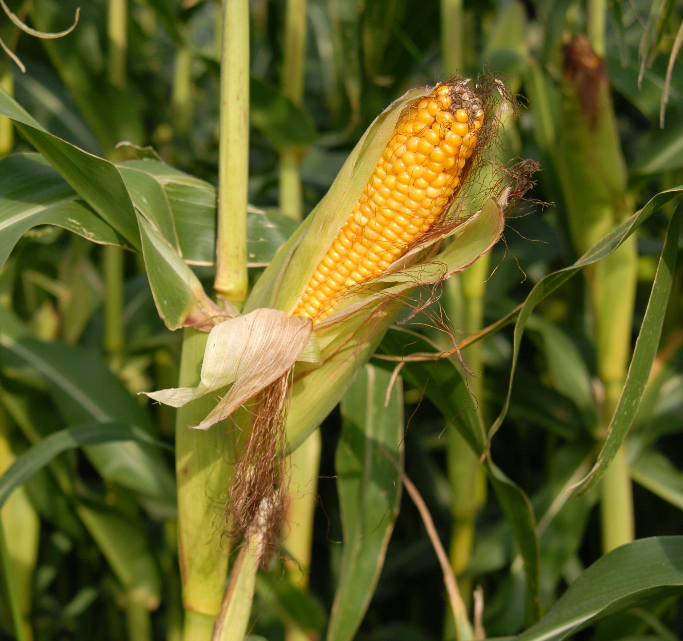 SWEET CORN 'Balinese' seeds