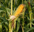 SWEET CORN 'Balinese' seeds