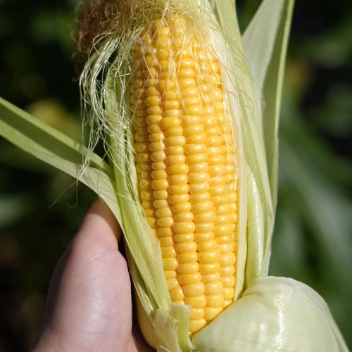 Hand holding a corn cob with a blurred green background