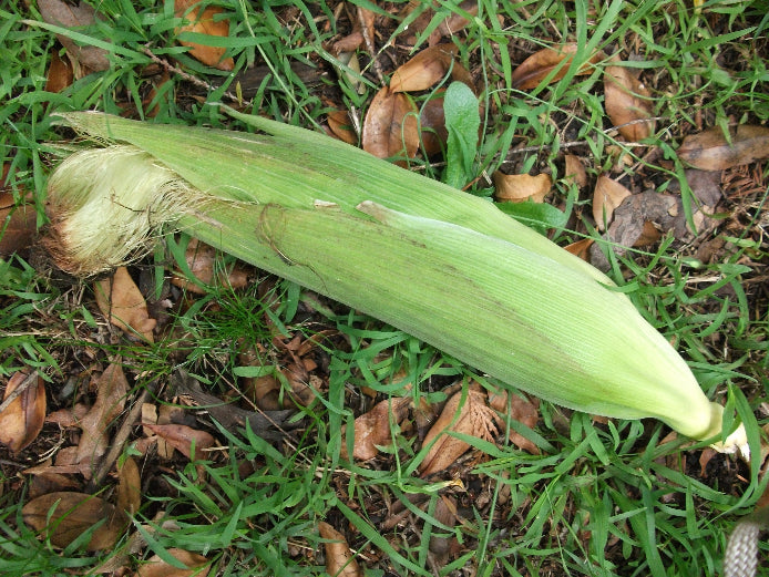 SWEET CORN 'Country Gentleman Yellow' seeds