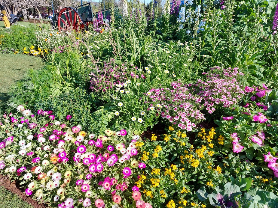 cottage garden seeds australia COTTAGE GARDEN SEED MIX