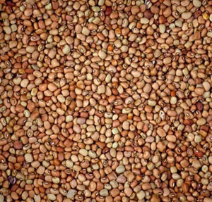 COW PEA / COWPEA 'Red Caloona' seeds