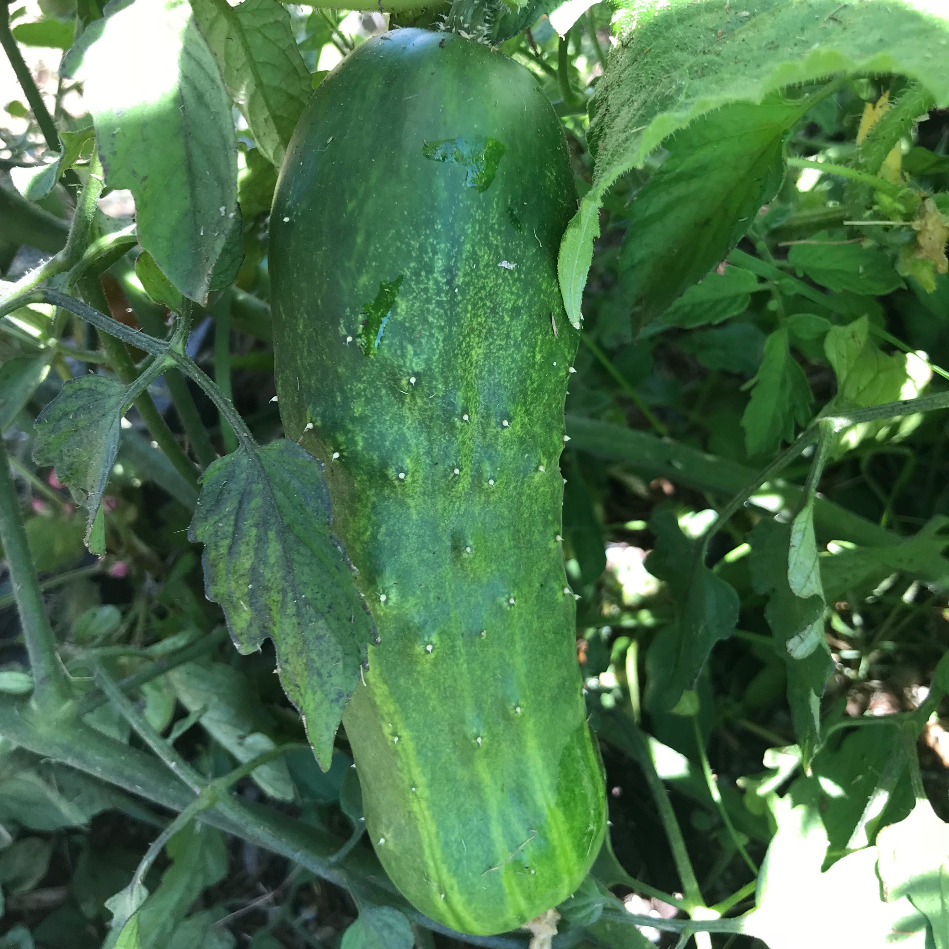 CUCUMBER 'Poinsett 76' seeds *Parthenocarpic*