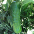 CUCUMBER 'Poinsett 76' seeds *Parthenocarpic*