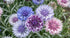 CORNFLOWER 'Double Frosty Mix' seeds