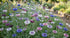 CORNFLOWER 'Double Frosty Mix' seeds