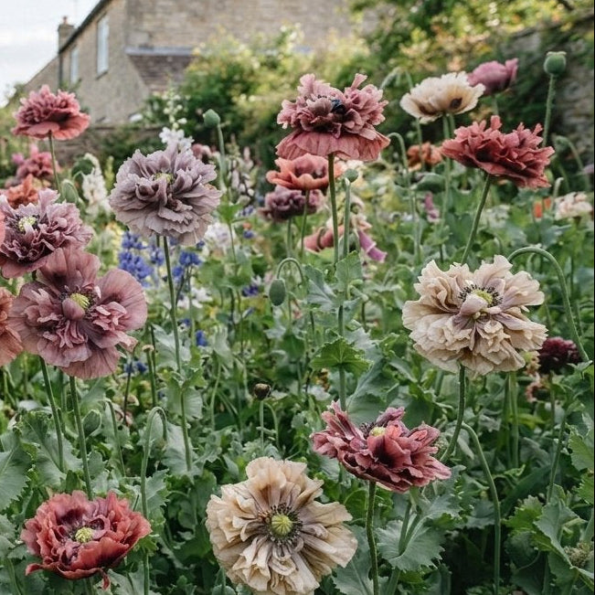 POPPY 'Antique Shades' seeds