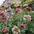 POPPY 'Antique Shades' seeds