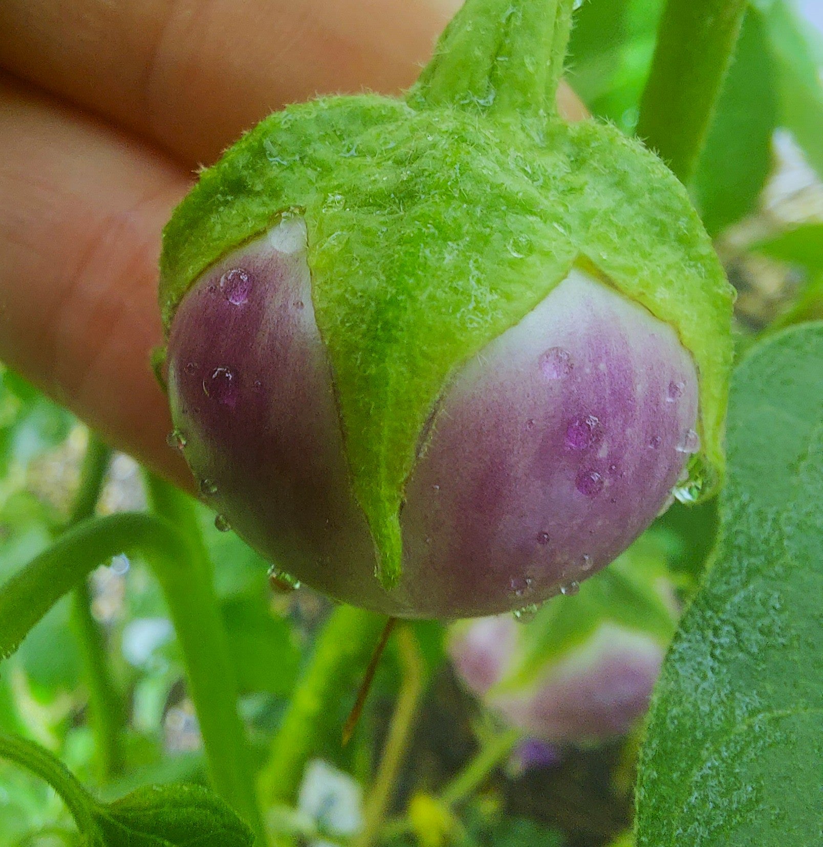 EGGPLANT 'Lavender Frog Thai' seeds