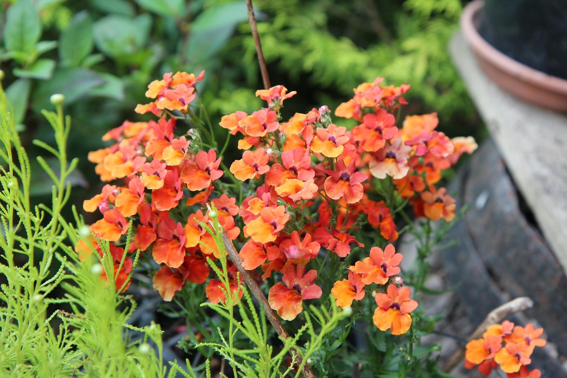 NEMESIA 'Carnival Mix' seeds - Boondie Seeds