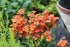 NEMESIA 'Carnival Mix' seeds - Boondie Seeds
