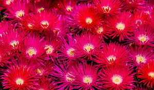 PIGFACE CUTTINGS 'Red' / Easy drought heat tolerant ground cover