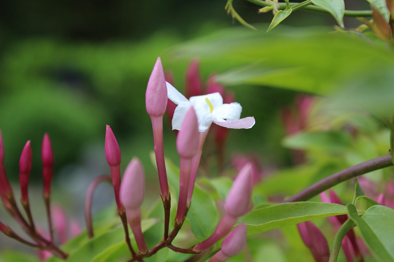 JASMINE Climbing Star Jasminum polyanthum - plant