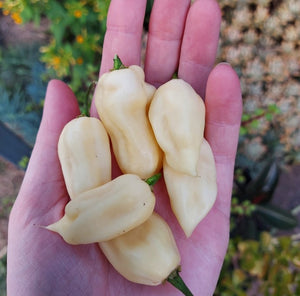 CHILLI 'White Ghost / White Bhut Jolokia' SUPER HOT seeds