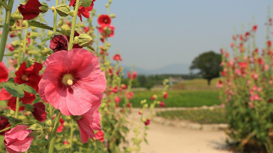 HOLLYHOCK 'Mix' seeds