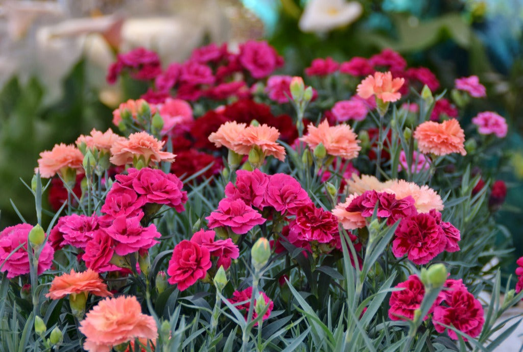 CARNATION 'Dwarf Scented Mix' seeds Boondie Seeds