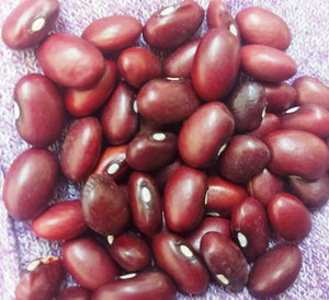 BEAN 'Red Kidney' / Mexican Bean seeds