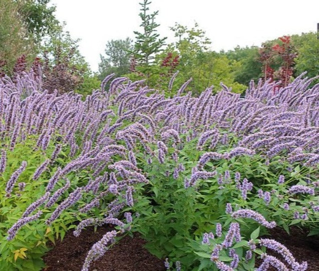 KOREAN MINT / Blue Licorice/ Huo xiang /Agastache rugosa seeds