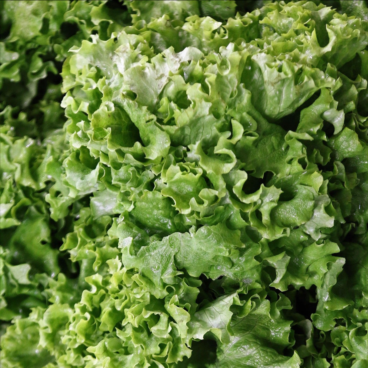 LETTUCE 'Lollo Biondo' seeds