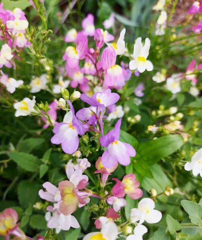 MINI SNAPDRAGON / Linaria 'Northern Lights Mix' seeds – Boondie Seeds