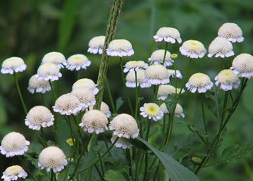 FEVERFEW 'Snowball White' / Matricaria capensis seeds – Boondie Seeds