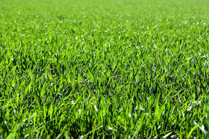 RYEGRASS 'Perennial' / Rye Lawn Grass seeds