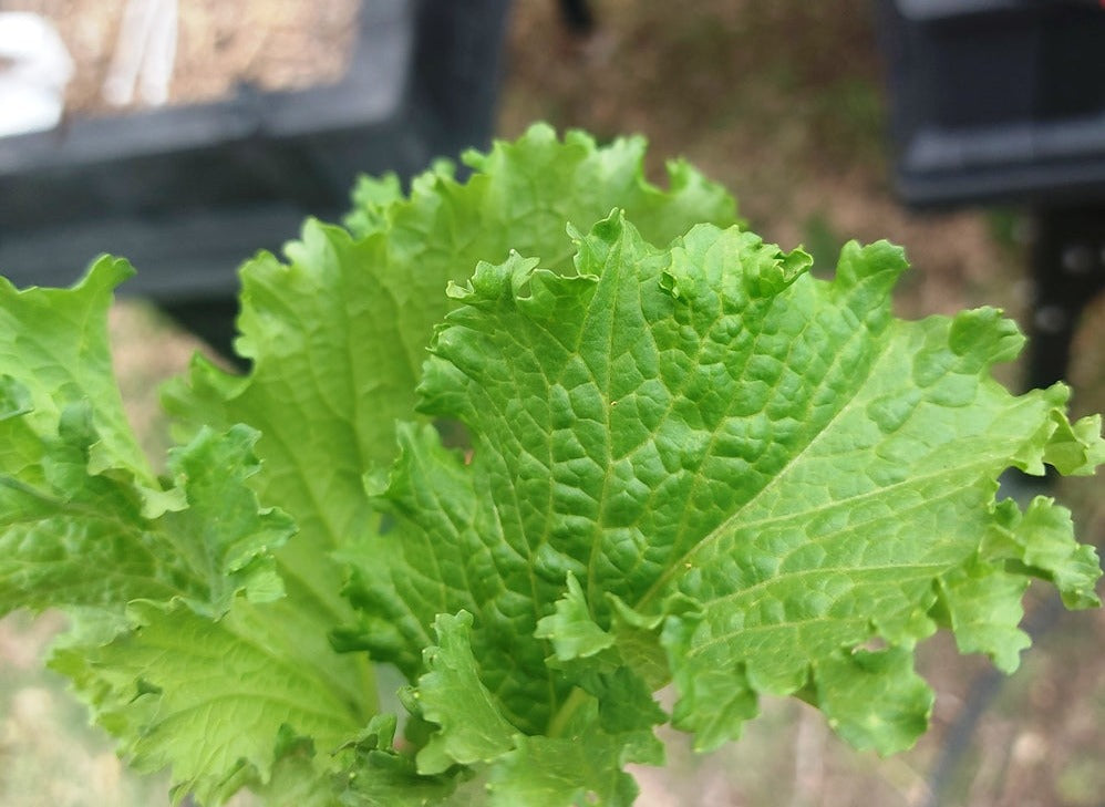 WASABI LETTUCE / MUSTARD seeds Boondie Seeds