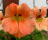 NASTURTIUM 'Salmon Gleam' seeds - Boondie Seeds