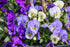 PANSY / VIOLA 'Clear Crystals Mixed' seeds
