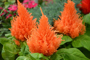 COCKSCOMB / CELOSIA DWARF 'Lilliput Orange Feather' seeds