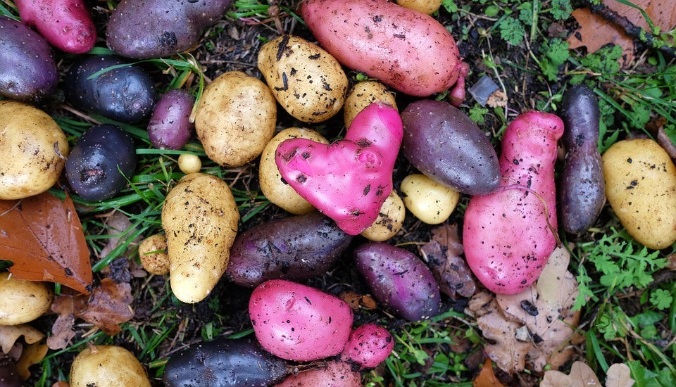 SEED POTATO - Lucky Dip Mix