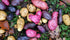 SEED POTATO - Lucky Dip Mix