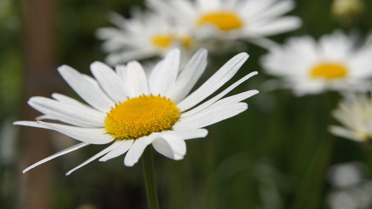 Pyrethrum seeds / Chrysanthemum cinerarifolium *NATURAL INSECTICIDE ...