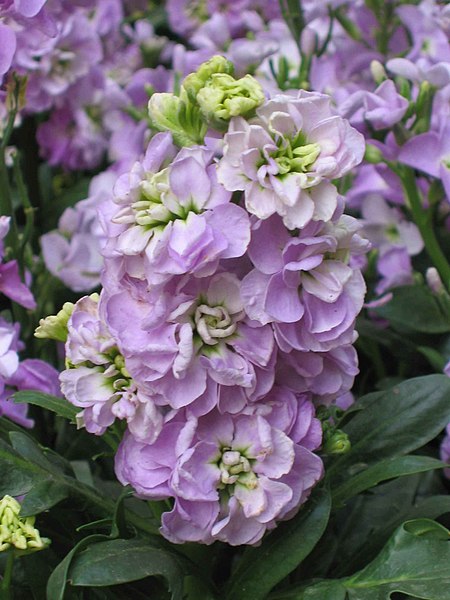 GIANT COLUMN STOCK 'Lilac' seeds