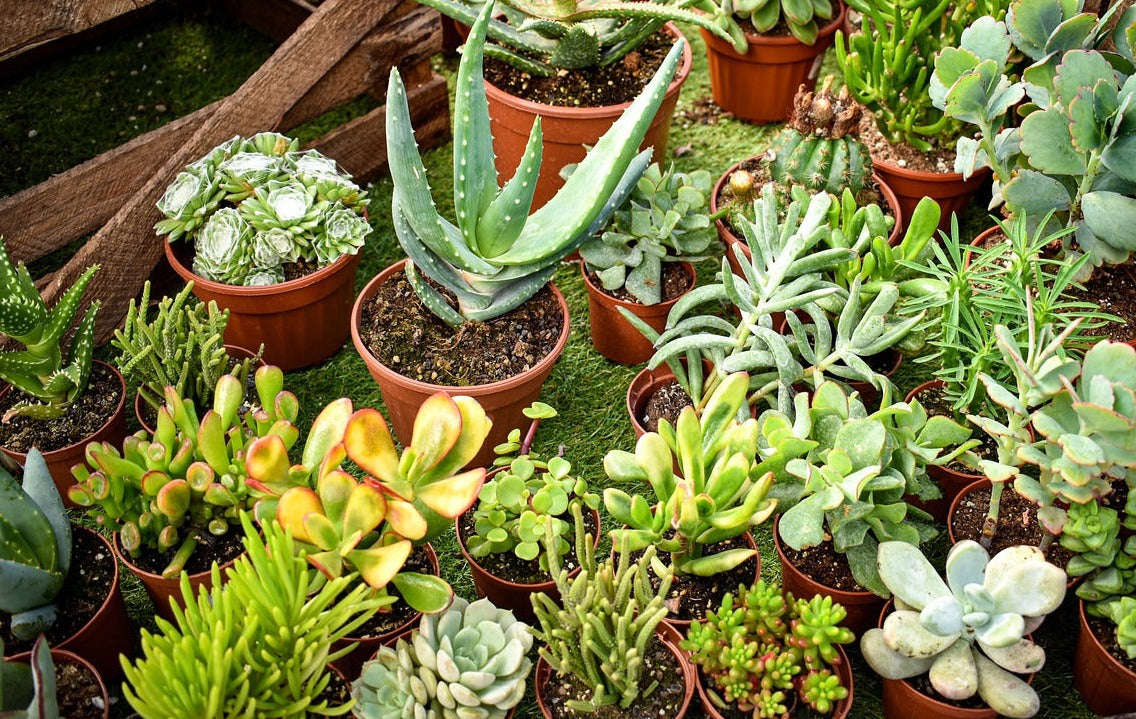 lucky succulent plants SUCCULENT LUCKY DIP *Plants / Cuttings* – Boondie Seeds