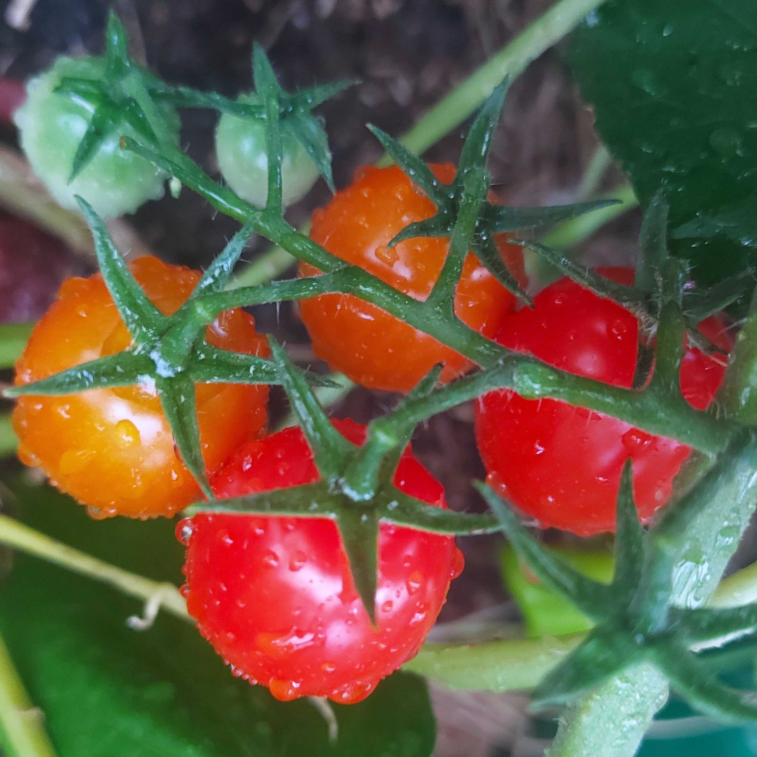 TOMATO CHERRY 'Red Rapunzel'