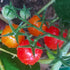 TOMATO CHERRY 'Red Rapunzel'