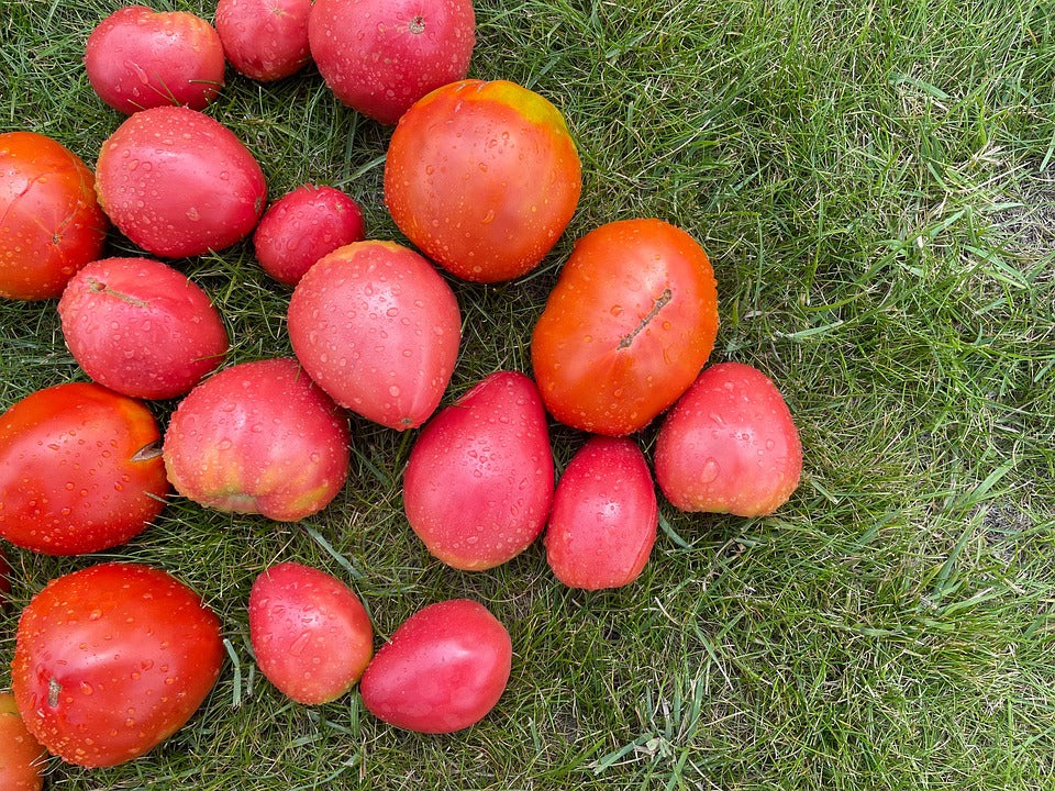TOMATO 'Lionheart' seeds - Boondie Seeds