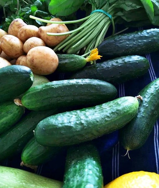 CUCUMBER DWARF 'Patio Snacker F1' seeds *Parthenocarpic* Boondie Seeds