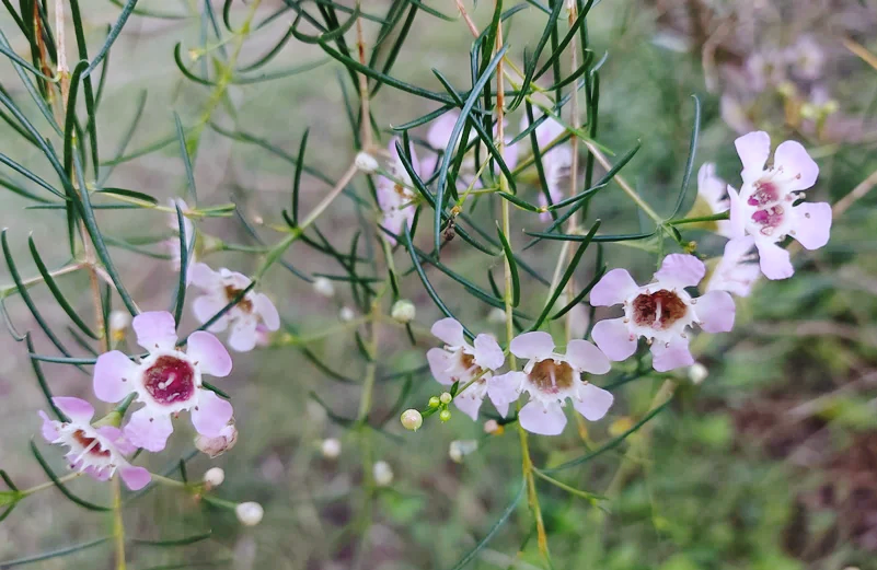 geraldton wax flower seeds GERALDTON WAX FLOWER / Chamelaucium uncinatum *AUSTRALIAN NATIVE* seed – Boondie Seeds