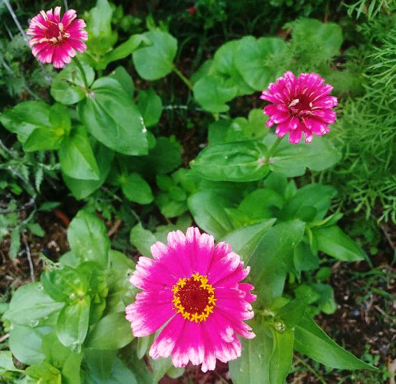 ZINNIA 'Carousel' seeds