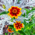 ZINNIA DWARF 'Persian Carpet Mix' seeds