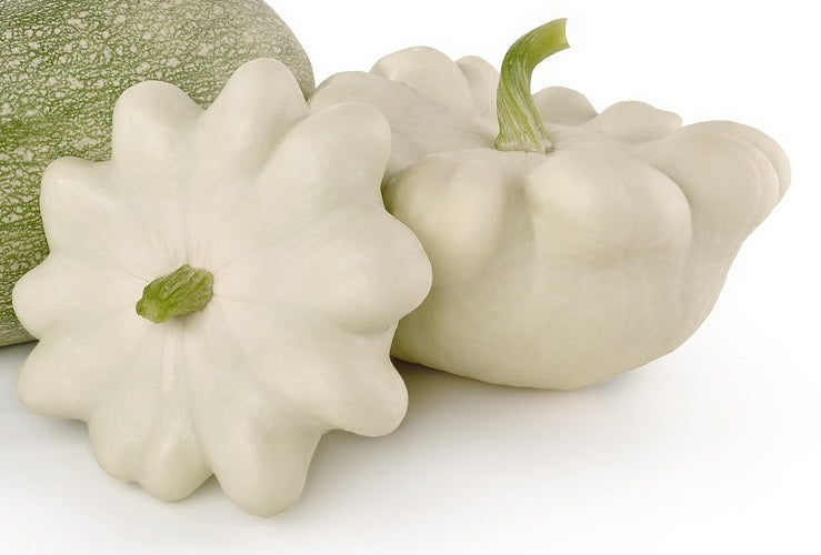 SQUASH 'Early White Pattypan' seeds