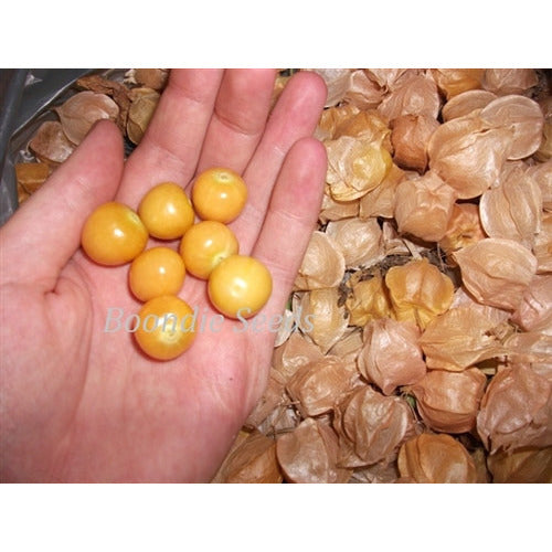 CAPE GOOSEBERRY / GROUND CHERRY / PHYSALIS seeds