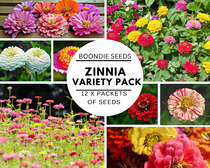 ZINNIA VARIETY PACK - 12 packets of seeds