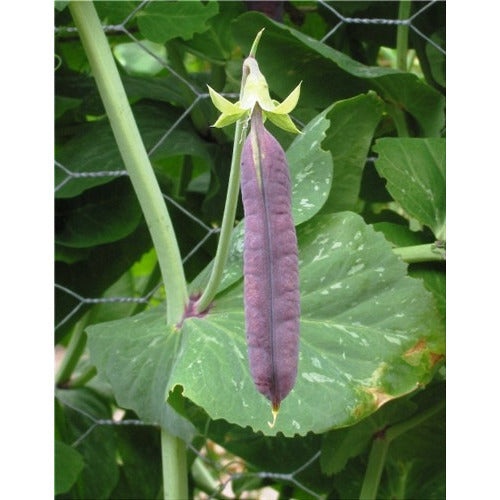 PEA 'Purple Podded' *ORGANIC* seeds