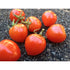 TOMATO 'Valentine' - Boondie Seeds